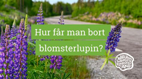hur tar man bort körförbud